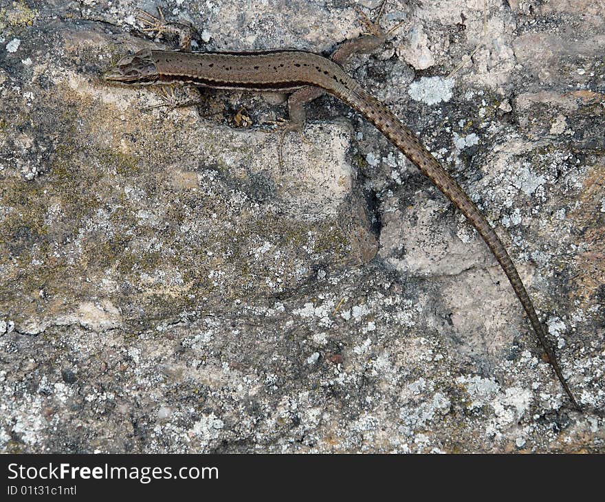 Little lizard on a rock in France near Lyon.