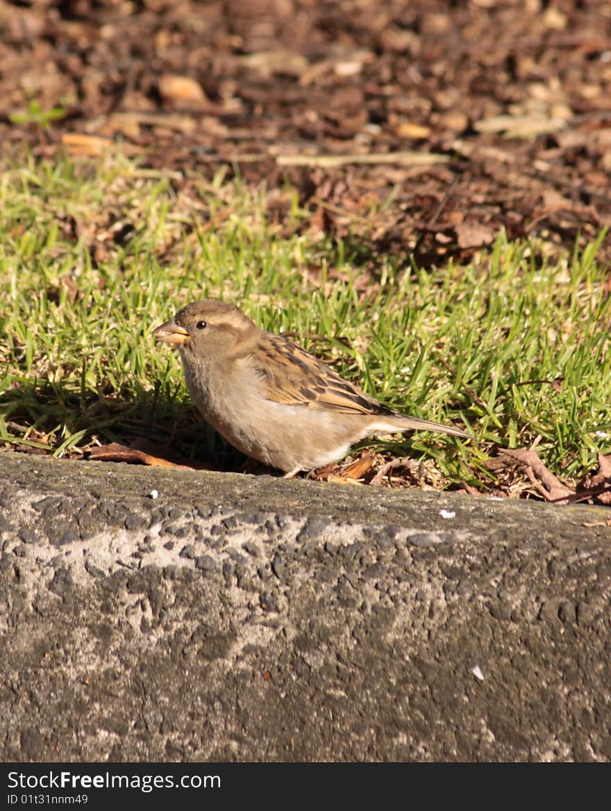 Sparrow bird