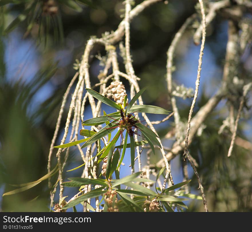 Tree branch close up