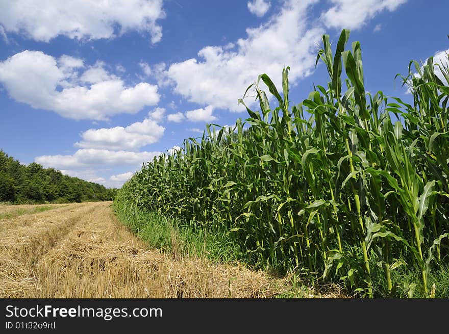 Summer field