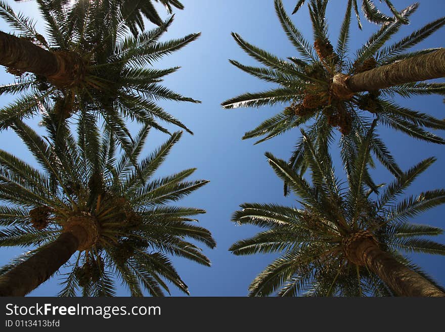 Four Palms Trees HEads in ile rousse corsica france