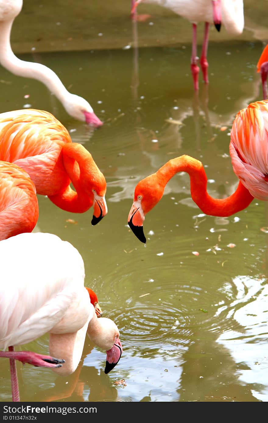 Beautiful orange flamingo birds in zoo. Beautiful orange flamingo birds in zoo