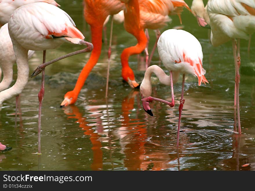 Flamingos