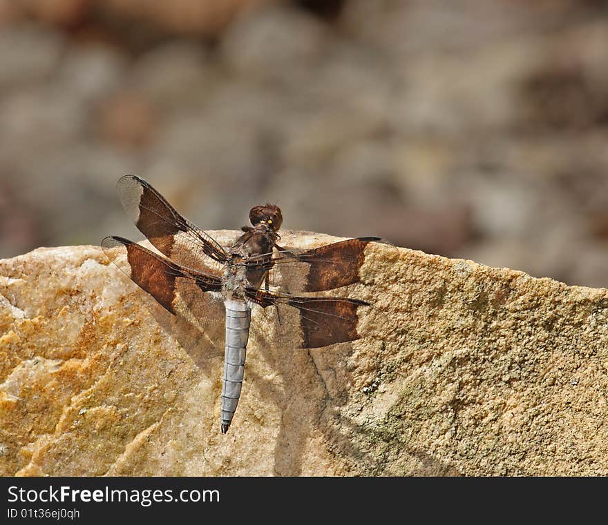 Common whitetail dragonfly (Platemis lydia) on a rock