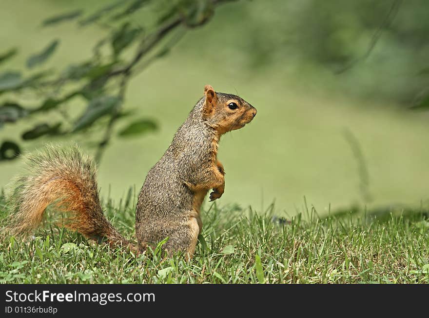 Fox Squirrel (Sciurus niger)