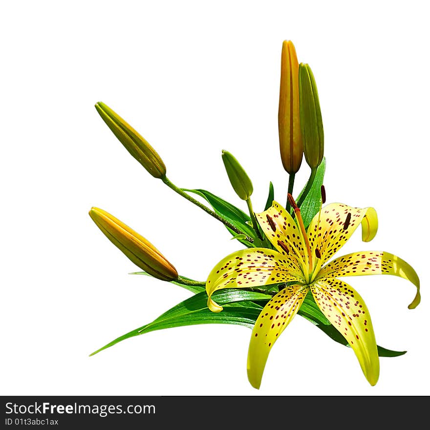 Yellow lily on white background