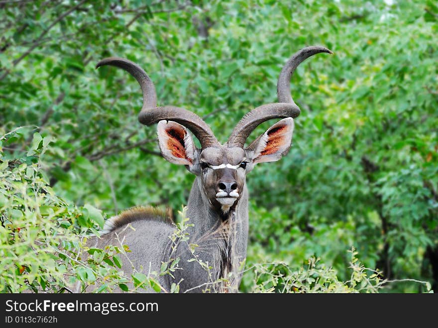 Male Kudu antelope in the bush-veld (South Africa). The Kudu male is also the heraldic animal of South Africa National Parks. Male Kudu antelope in the bush-veld (South Africa). The Kudu male is also the heraldic animal of South Africa National Parks.