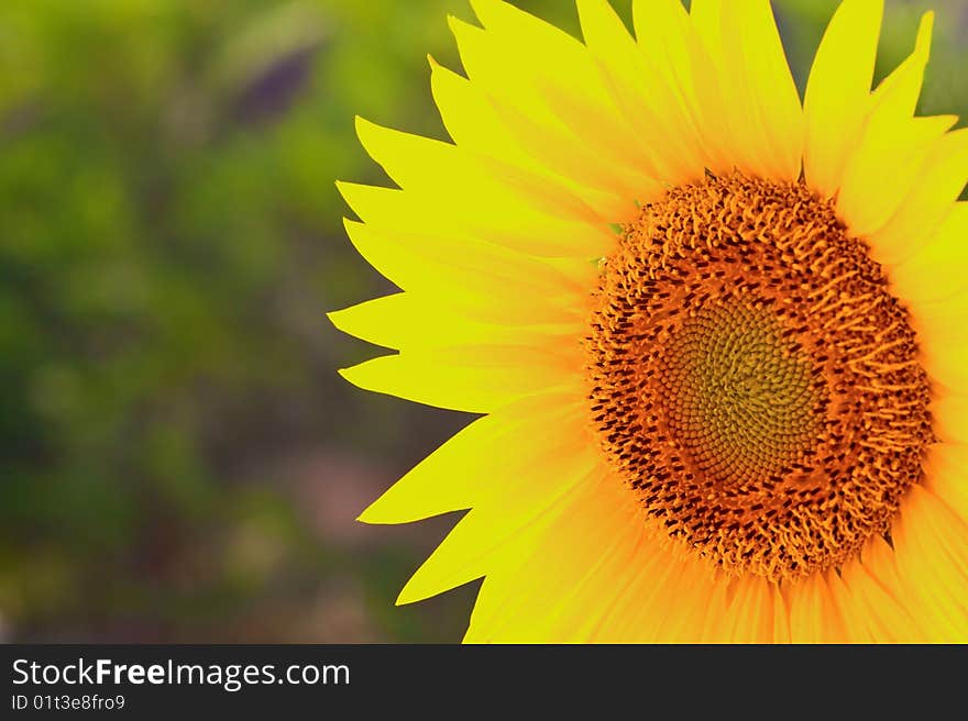 Closeup of a sunflower against a green garden background