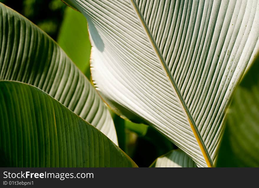 Texture of a broad leaf tropical plant. Texture of a broad leaf tropical plant.