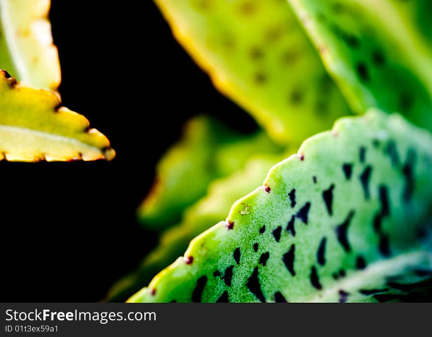 Closeup of the thick freshy stem cactus found in Singapore.