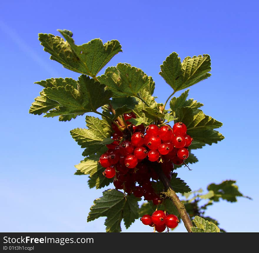 Red currant on green bush