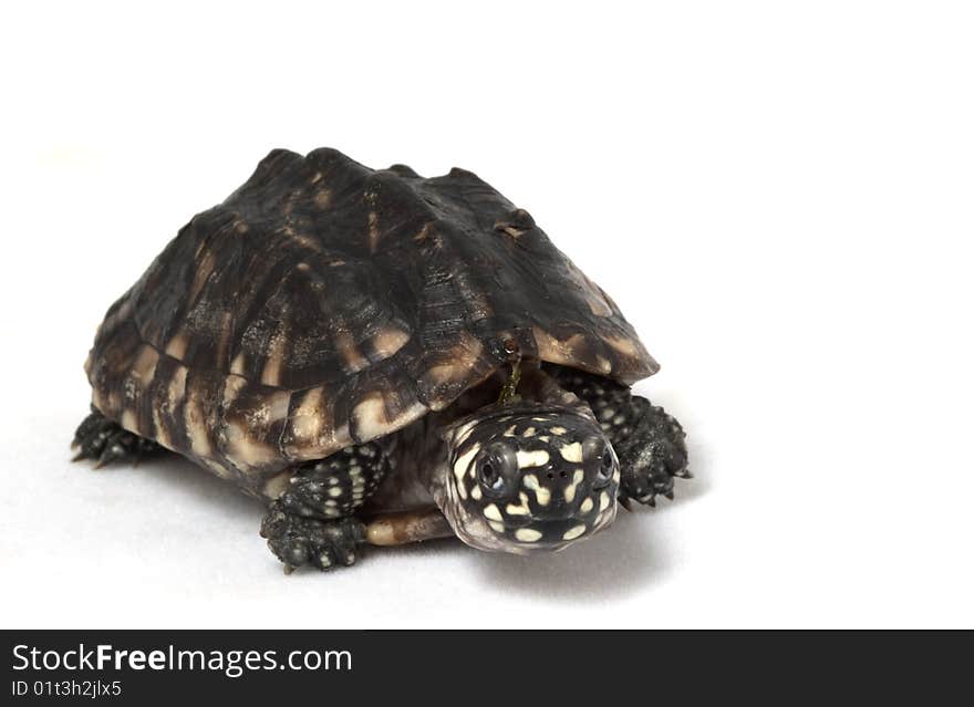 Indian Spotted Turtle (Geoclemys hamiltoni) isolated on white background.