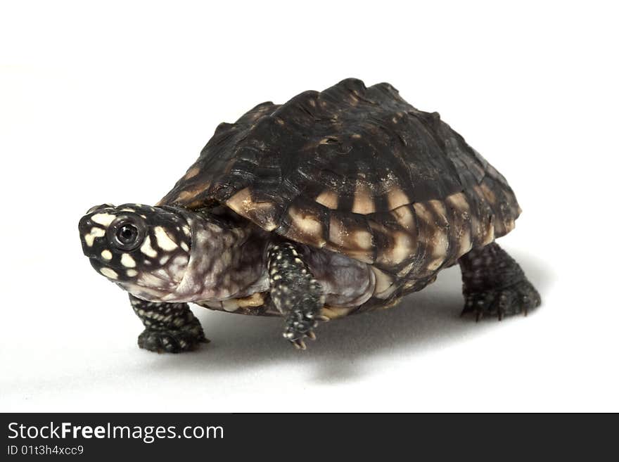 Indian Spotted Turtle (Geoclemys hamiltoni) isolated on white background.