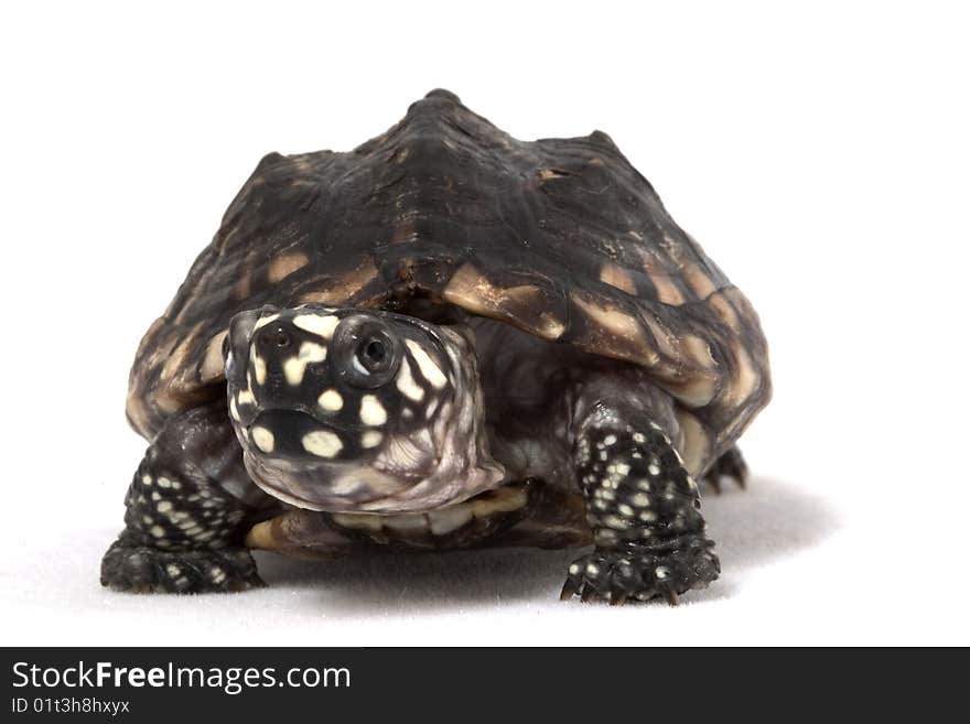 Indian Spotted Turtle (Geoclemys hamiltoni) isolated on white background.