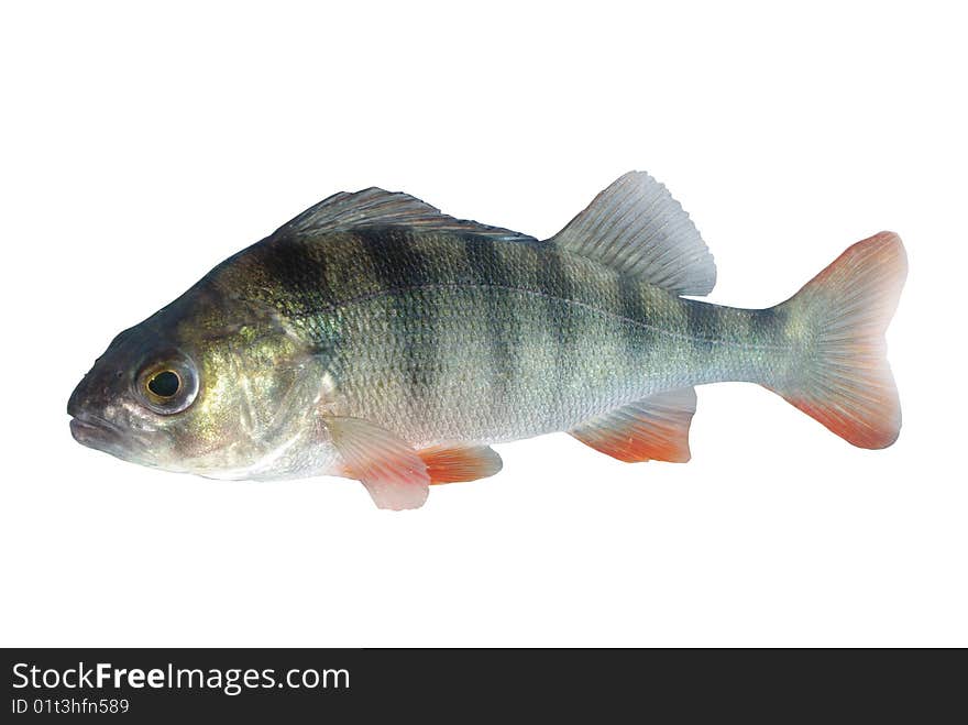 Perch isolated on white background