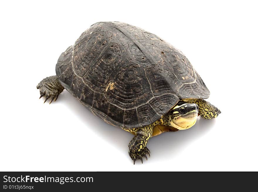 Maracaibo Wood Turtle (Rhinoclemmys diademata) isolated on white background.