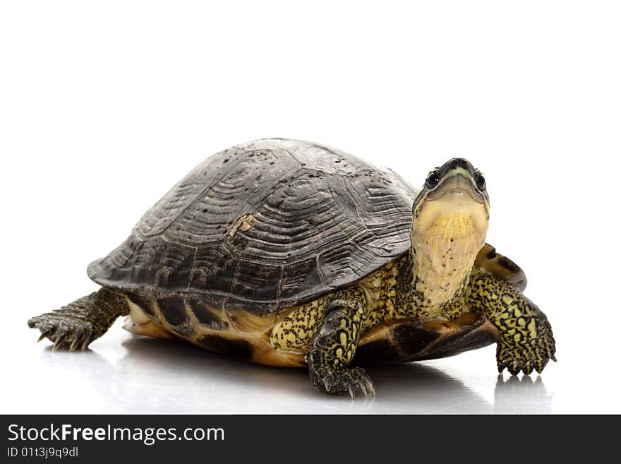 Maracaibo Wood Turtle (Rhinoclemmys diademata) isolated on white background.