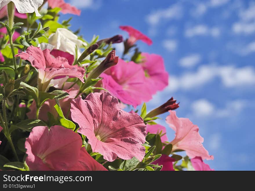 Pink petunia on sky background