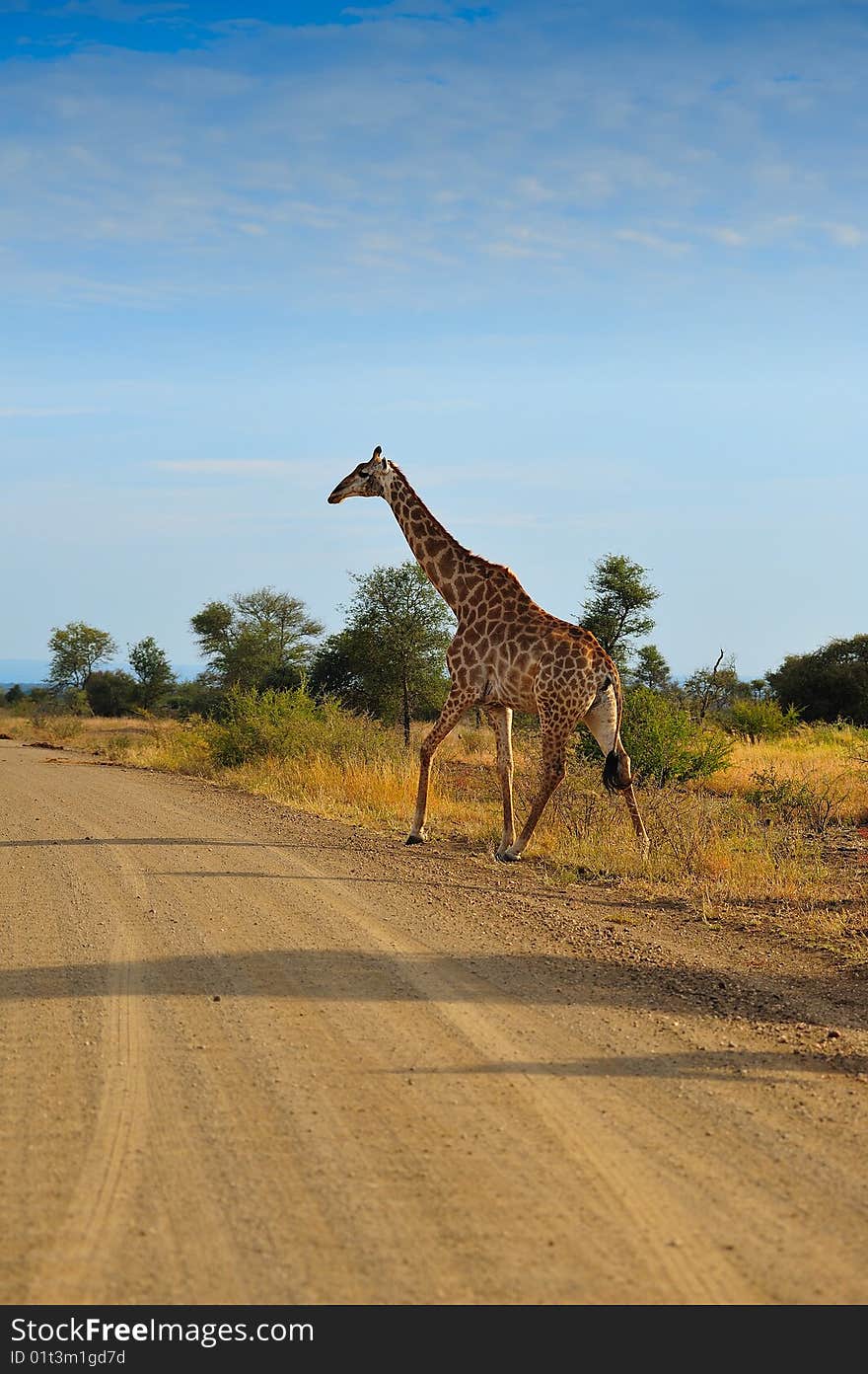 Giraffe (Giraffa camelopardalis) crossing the road (South Africa).