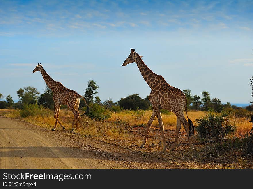 Two Giraffes (Giraffa camelopardalis) crossing the road (South Africa).