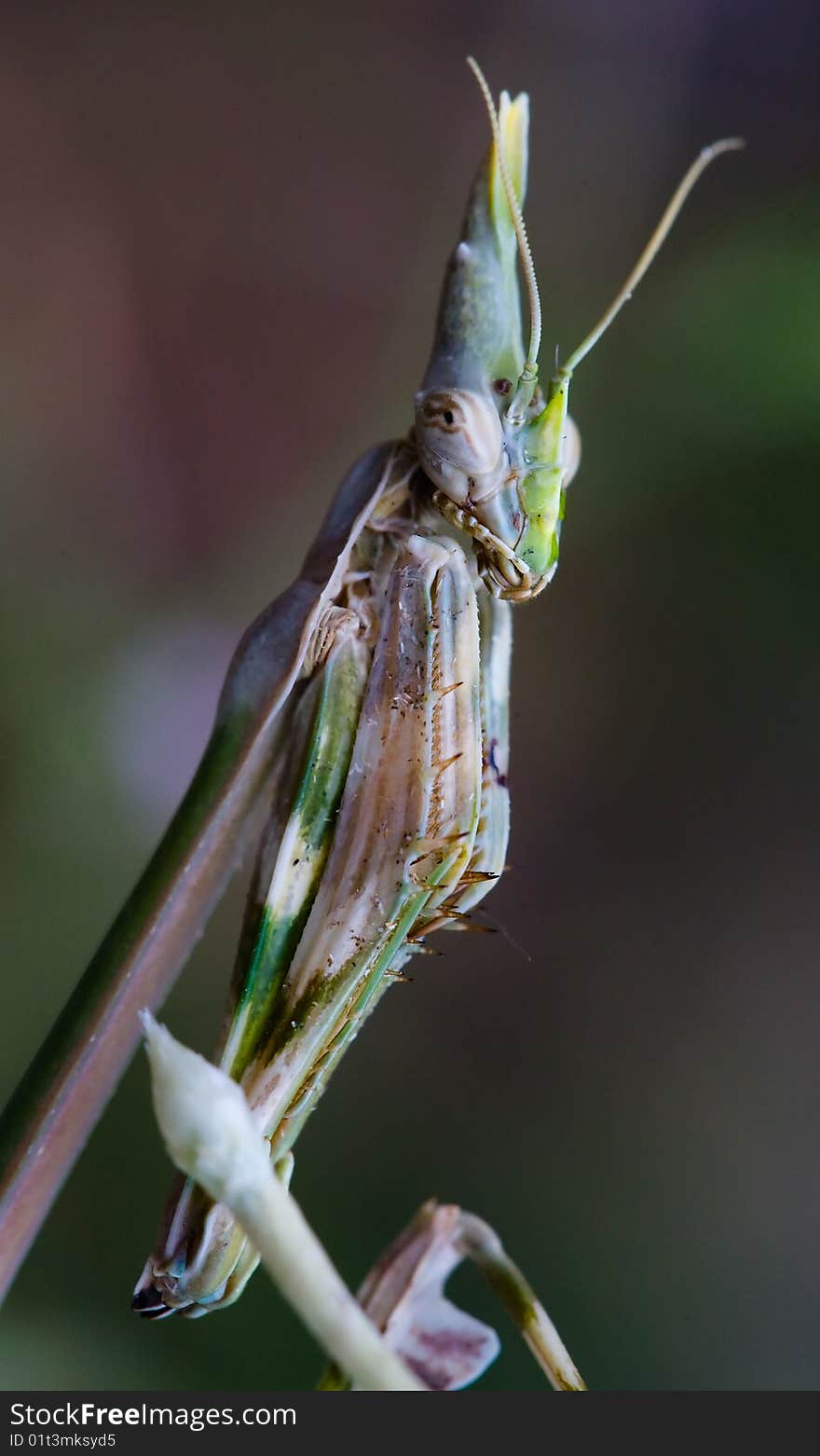 Praying mantis (Empusa fasciata)