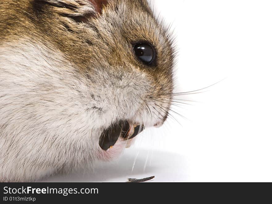 Dwarf hamster eat sunflower seed