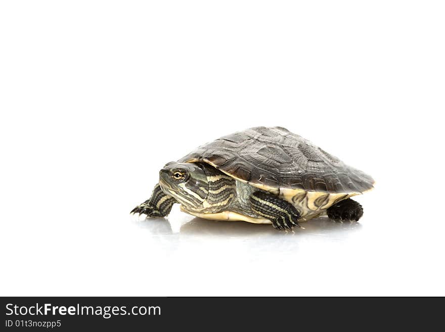 Cuban slider (Trachemys decussata angusta) isolated on white background.