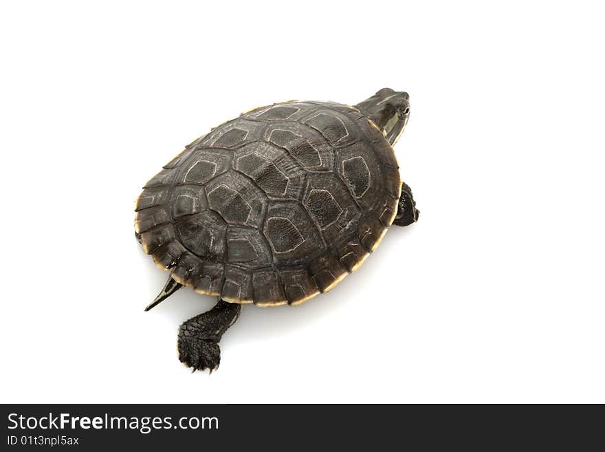 Cuban slider (Trachemys decussata angusta) isolated on white background.