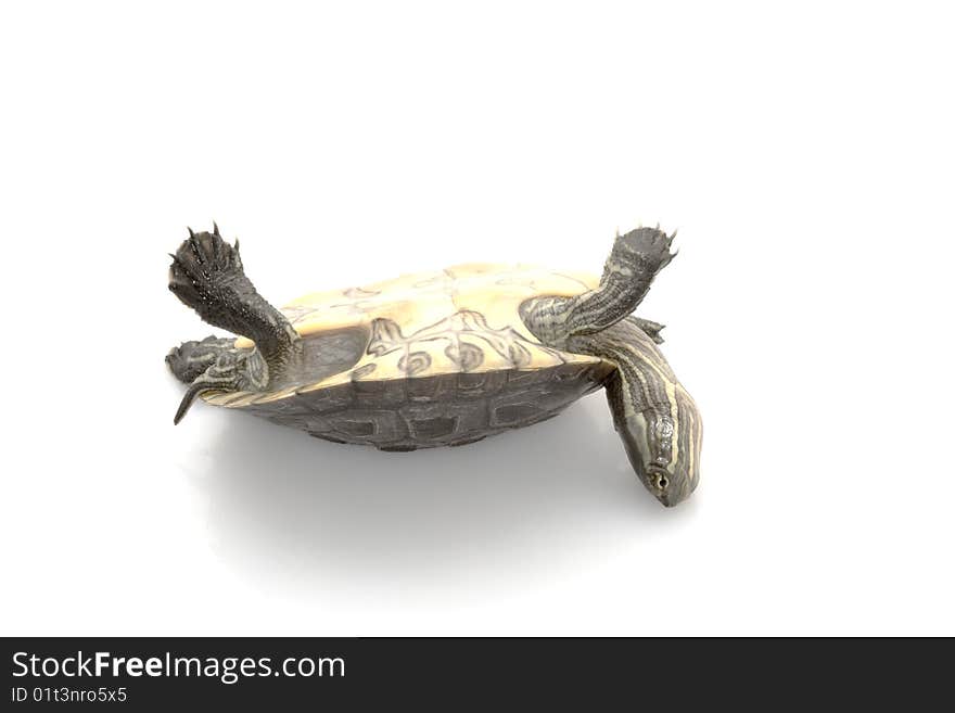 Cuban slider (Trachemys decussata angusta) isolated on white background.