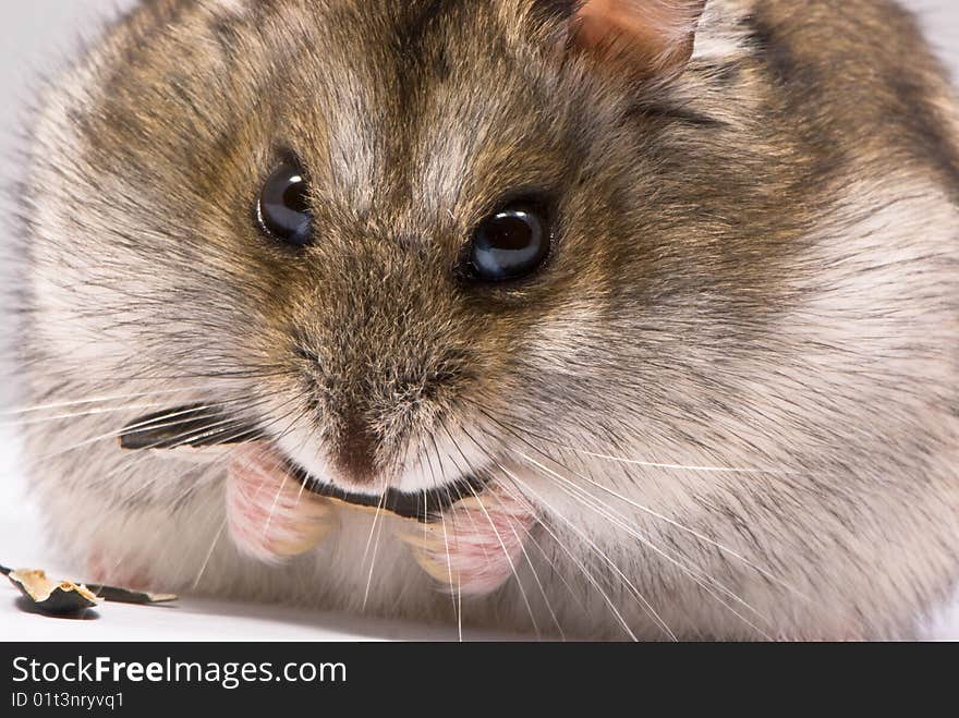 Dwarf hamster eat sunflower seed