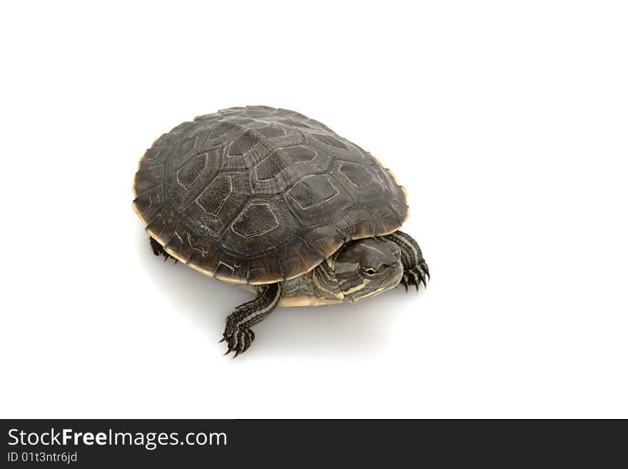 Cuban slider (Trachemys decussata angusta) isolated on white background.