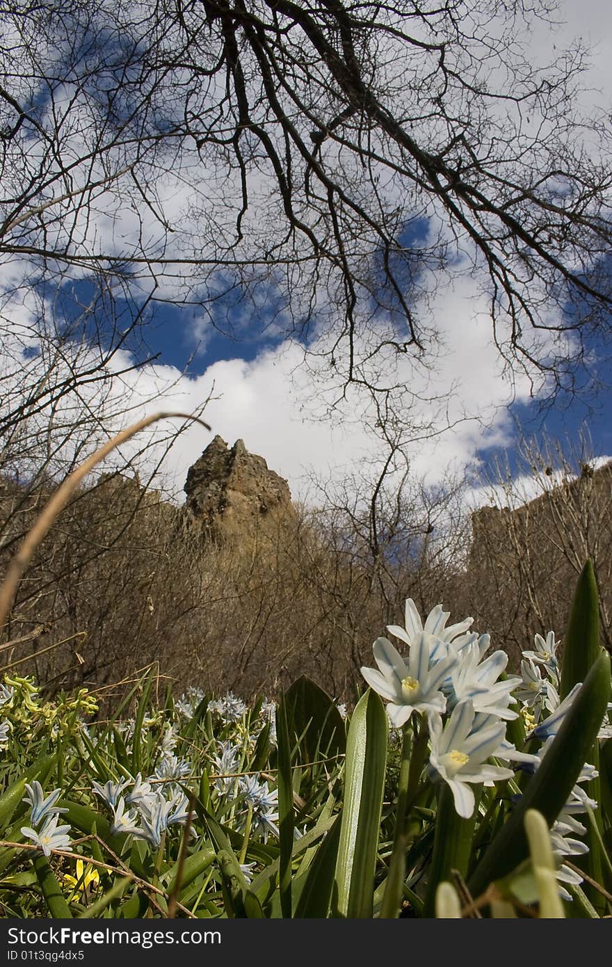 Snowdrop and blue sky