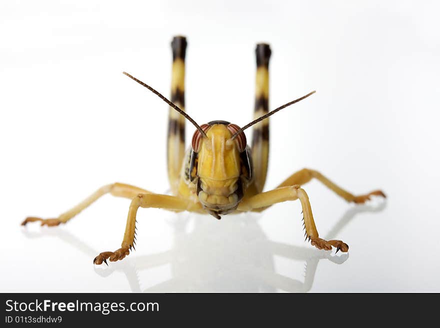 Grasshopper on white background with reflection