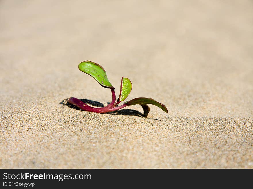 Closeup of new plant beginning to grow on beach in sand in sunshine. Closeup of new plant beginning to grow on beach in sand in sunshine