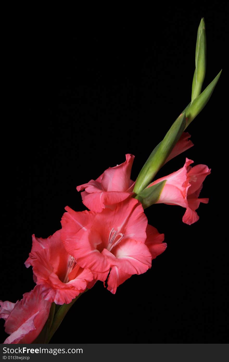 Pink Gladiola in black background