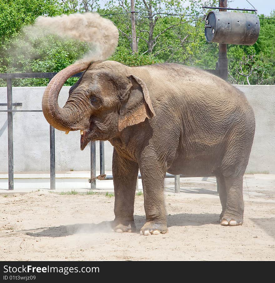 Elephant