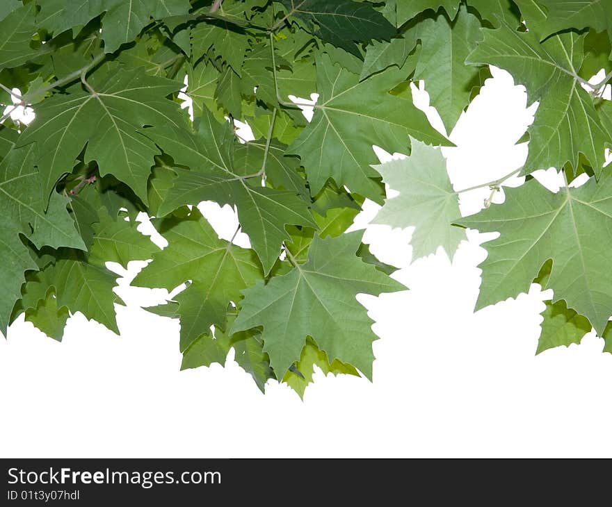 Maple Leaves.