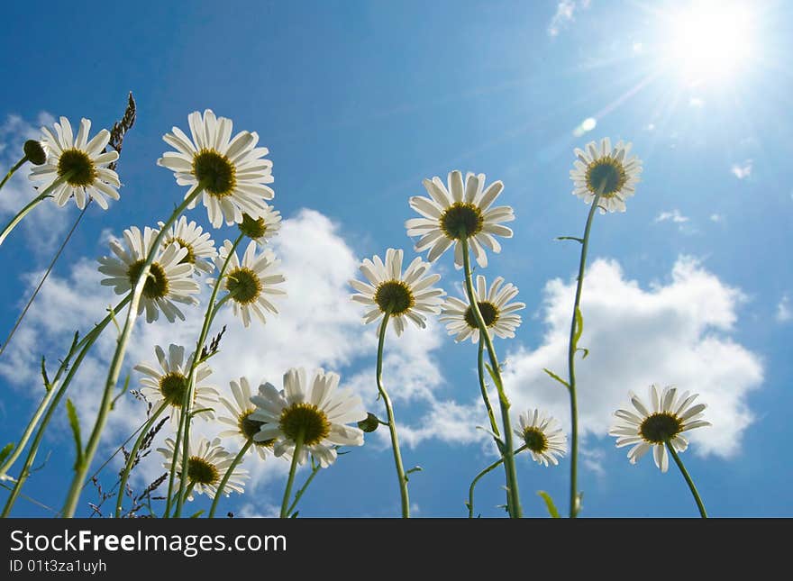 White daisies on blue sky background