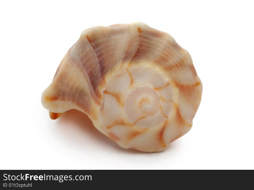 Shell