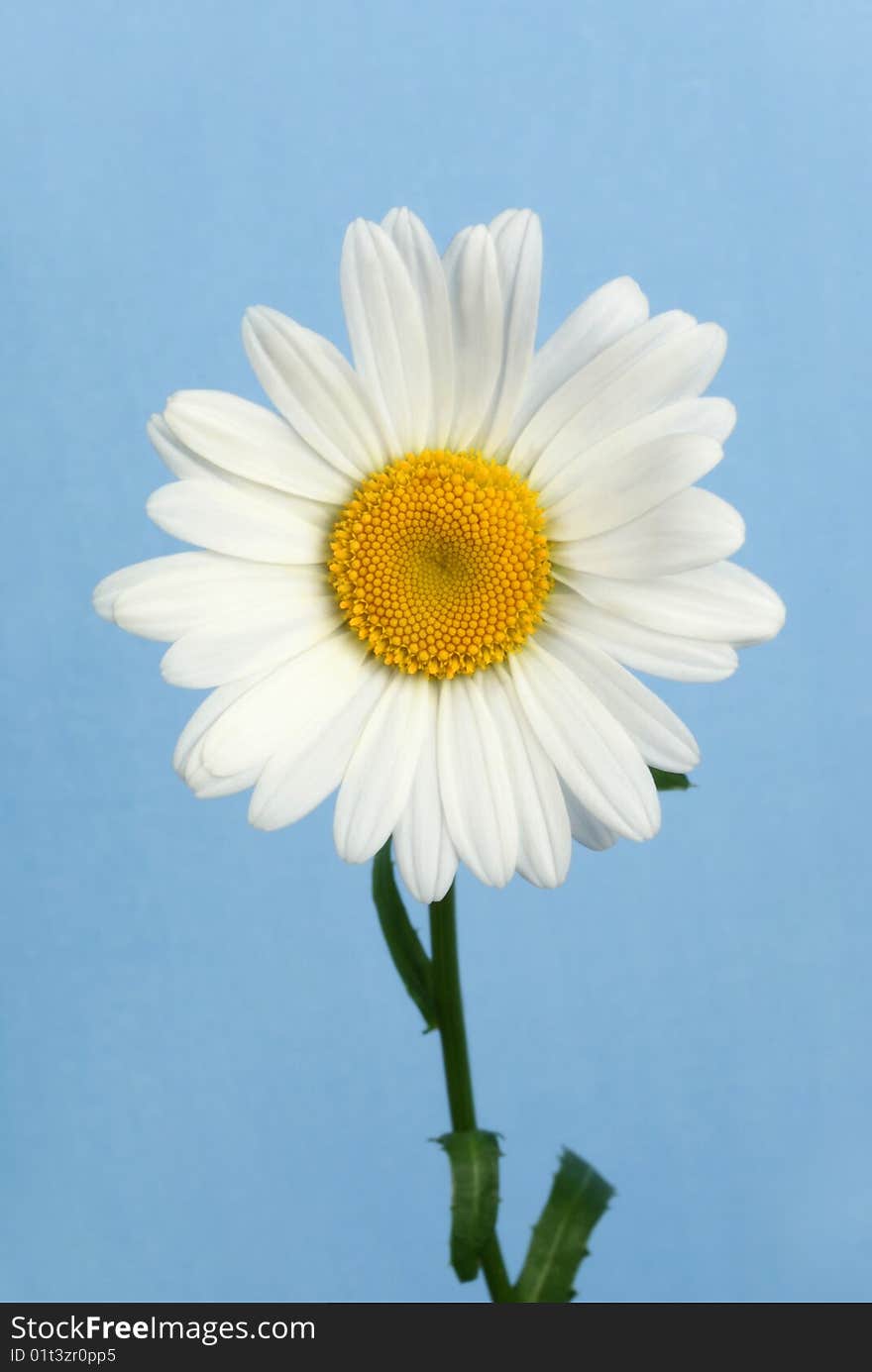 Fresh chamomile on blue background