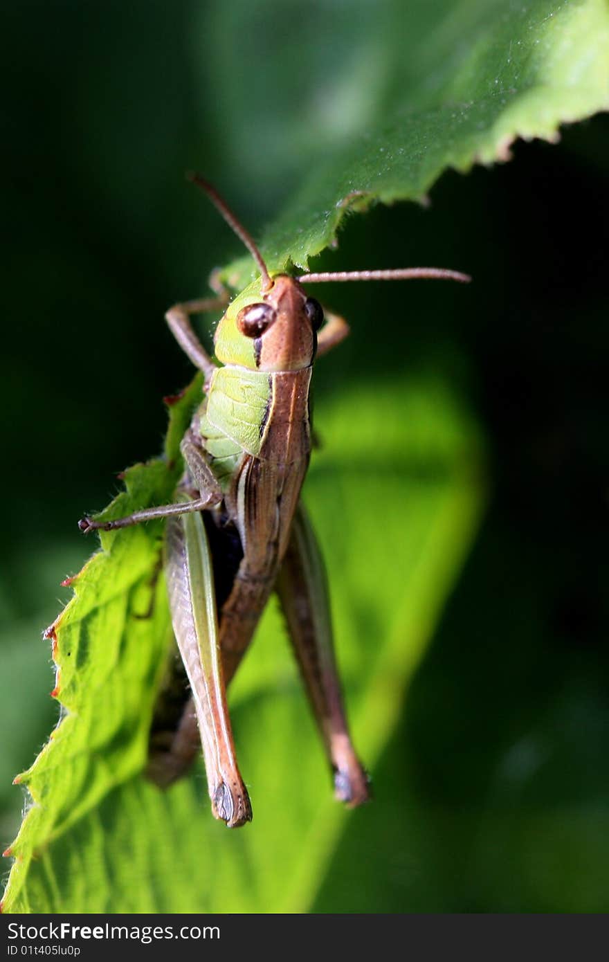 Grasshoper