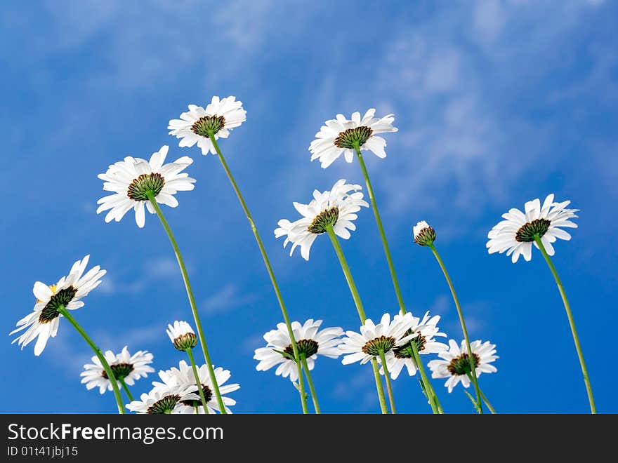 White daisies on blue sky background