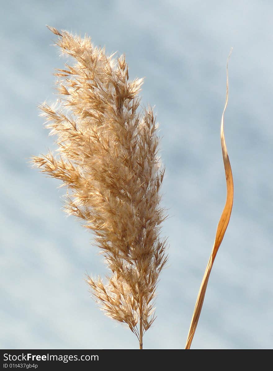 A cereal, so light and, as a result, so sensitive to wind...