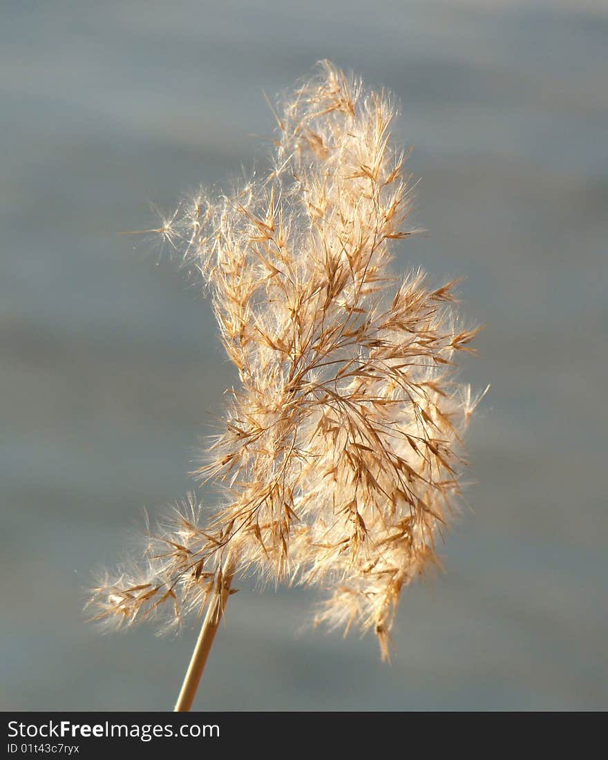 A cereal, so light and, as a result, so sensitive to wind...