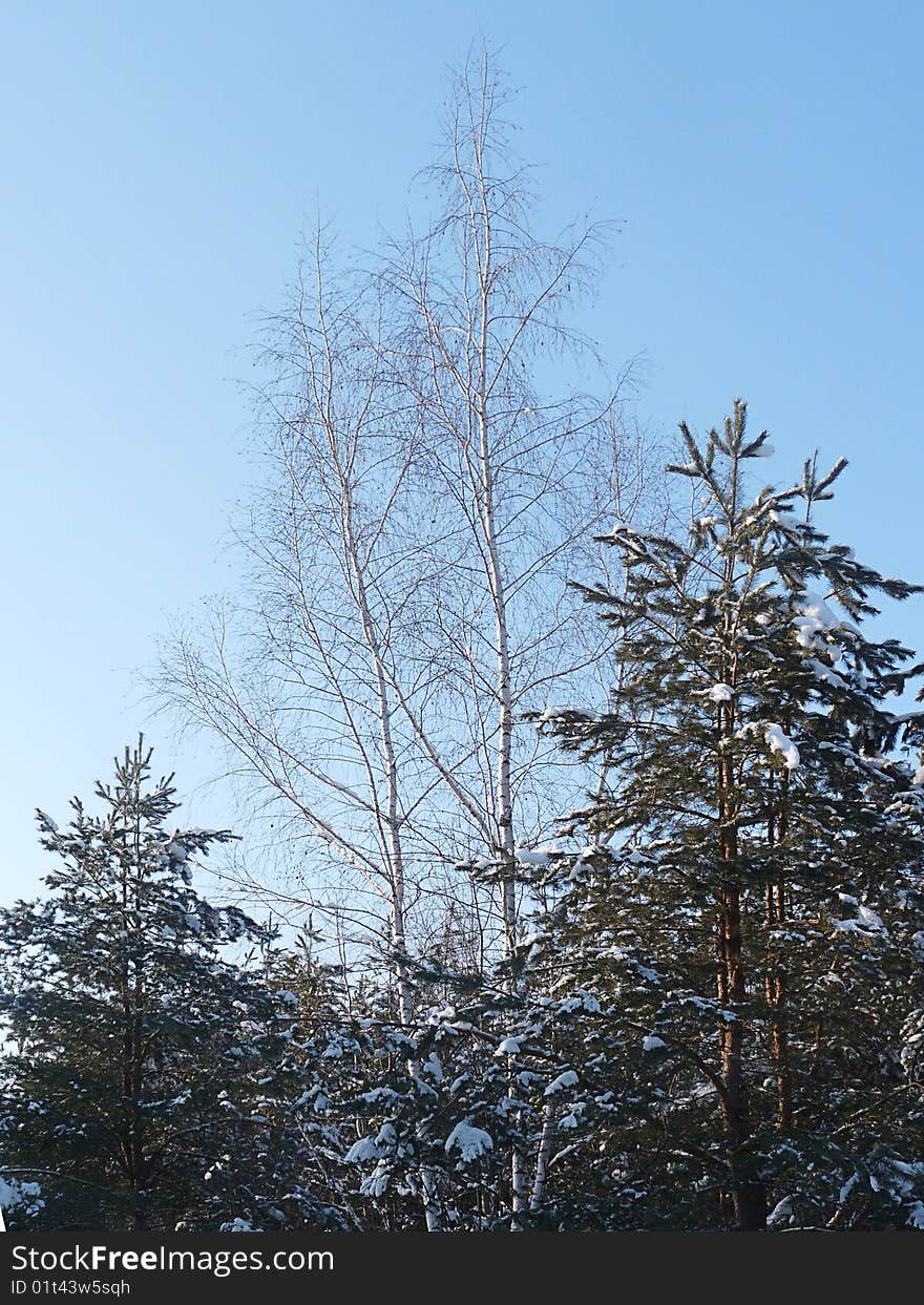 A simple image of winter forest