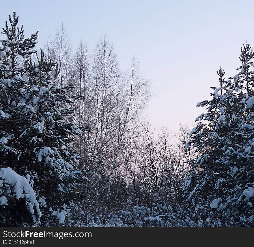 A simple image of winter forest