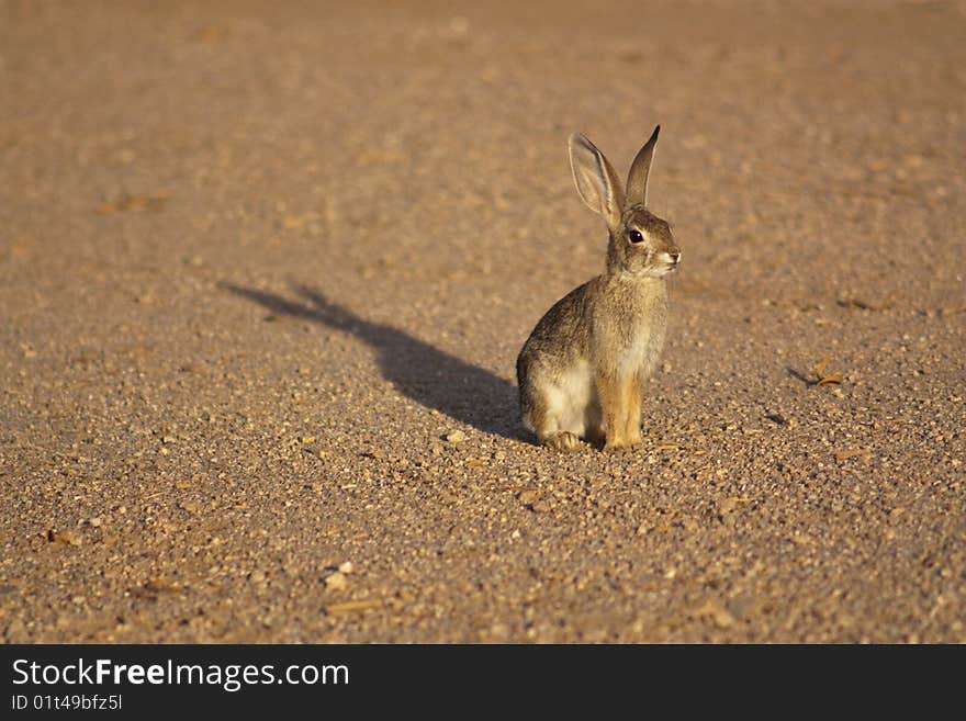 A cottontail rabbit standing on gravel, lit by the sunset