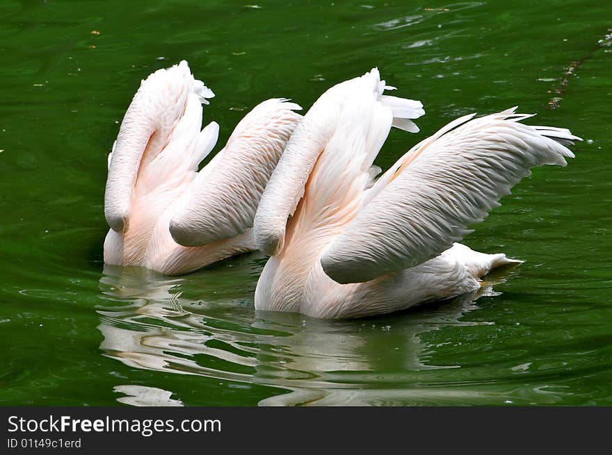 Pink pelicans in search of fish.