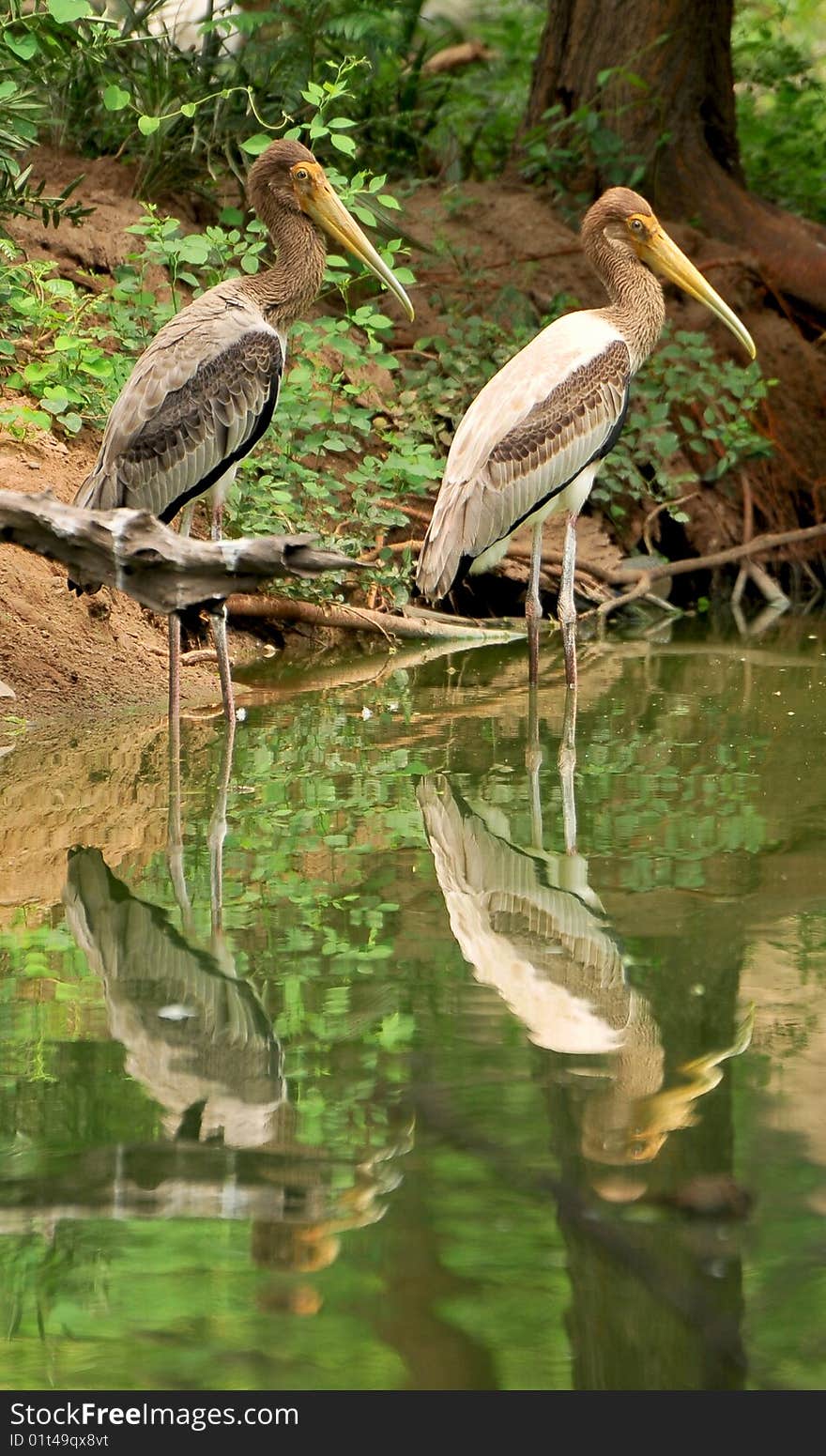 Painted Storks