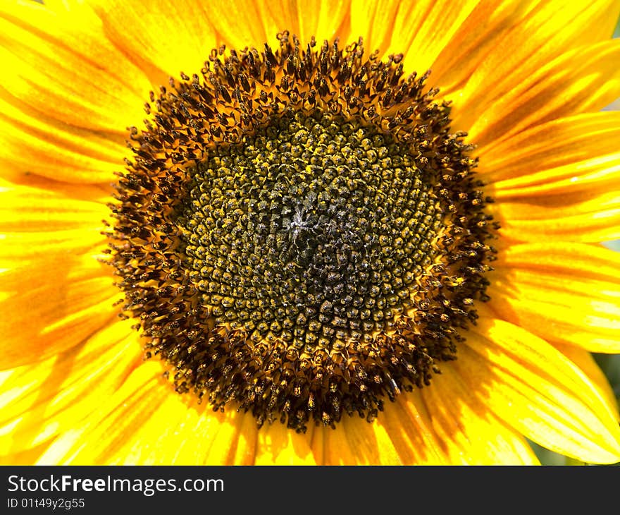 Sunflower abstract texture. macro background.